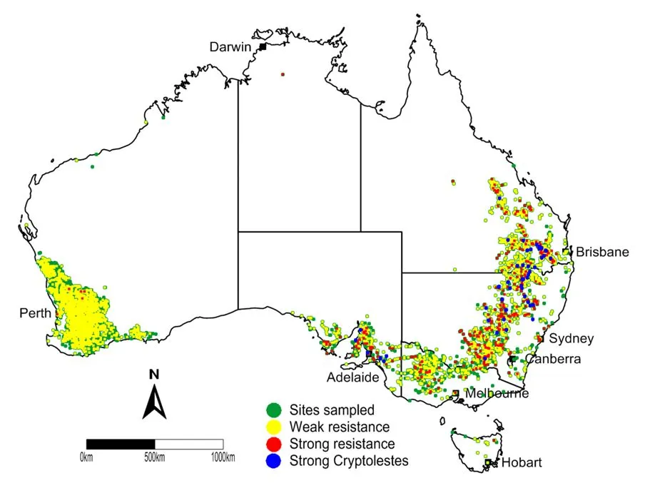 Phosphine resistance map